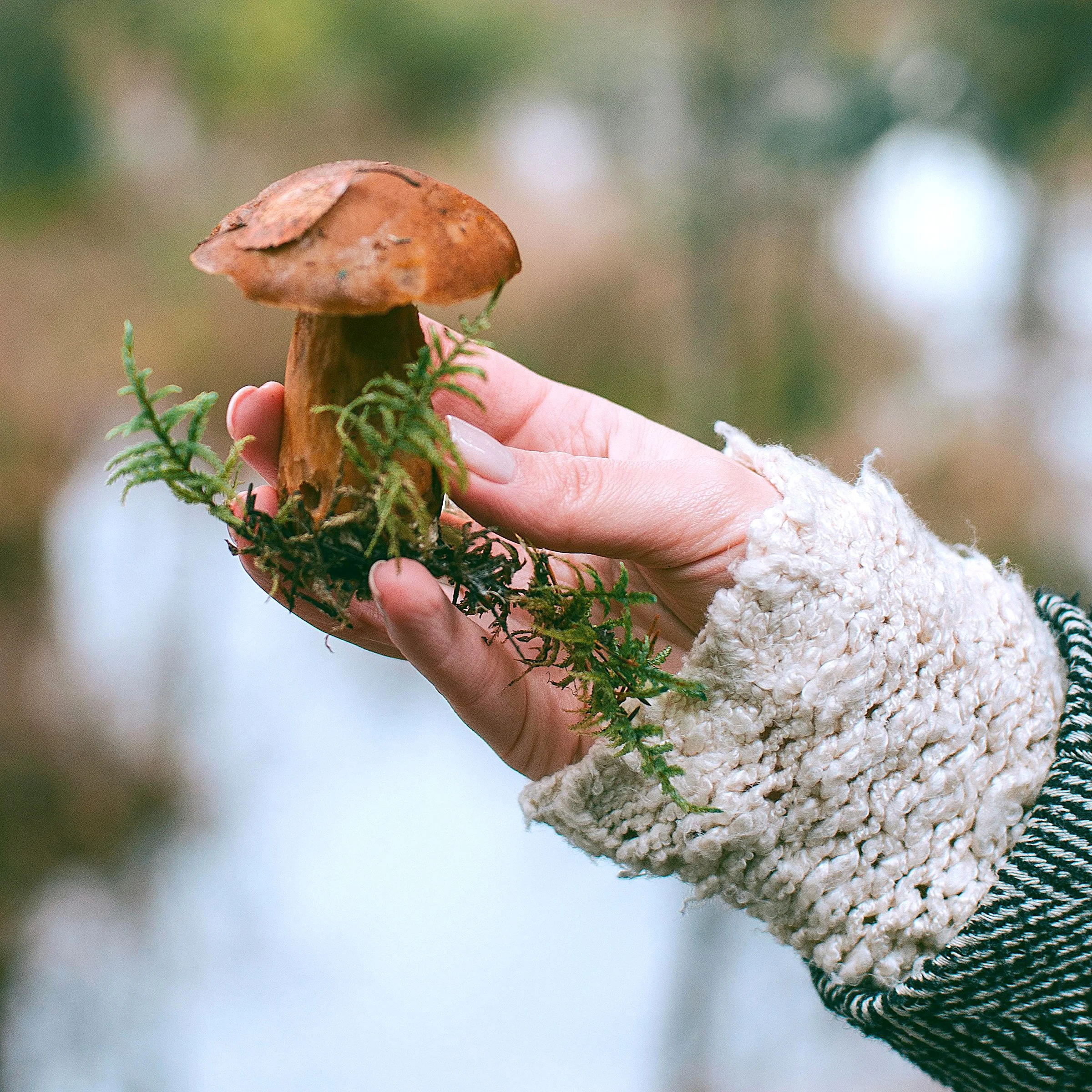 ブレア様　ASTIER ナタリーレテMummy Mushroom MUSHROOM EXPLORATION! — Fernwood Botanical Garden